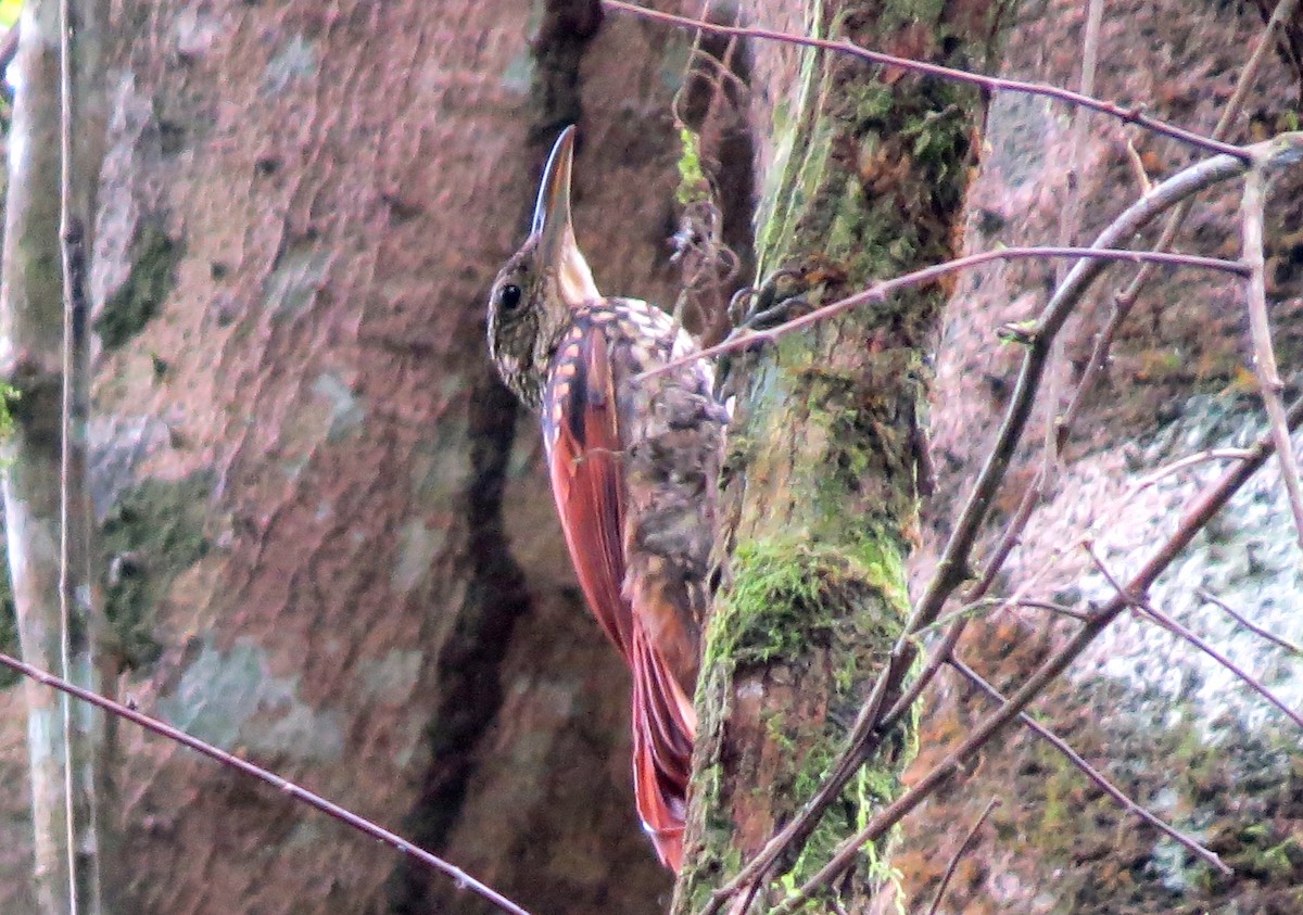 Black-striped Woodcreeper - ML179463041