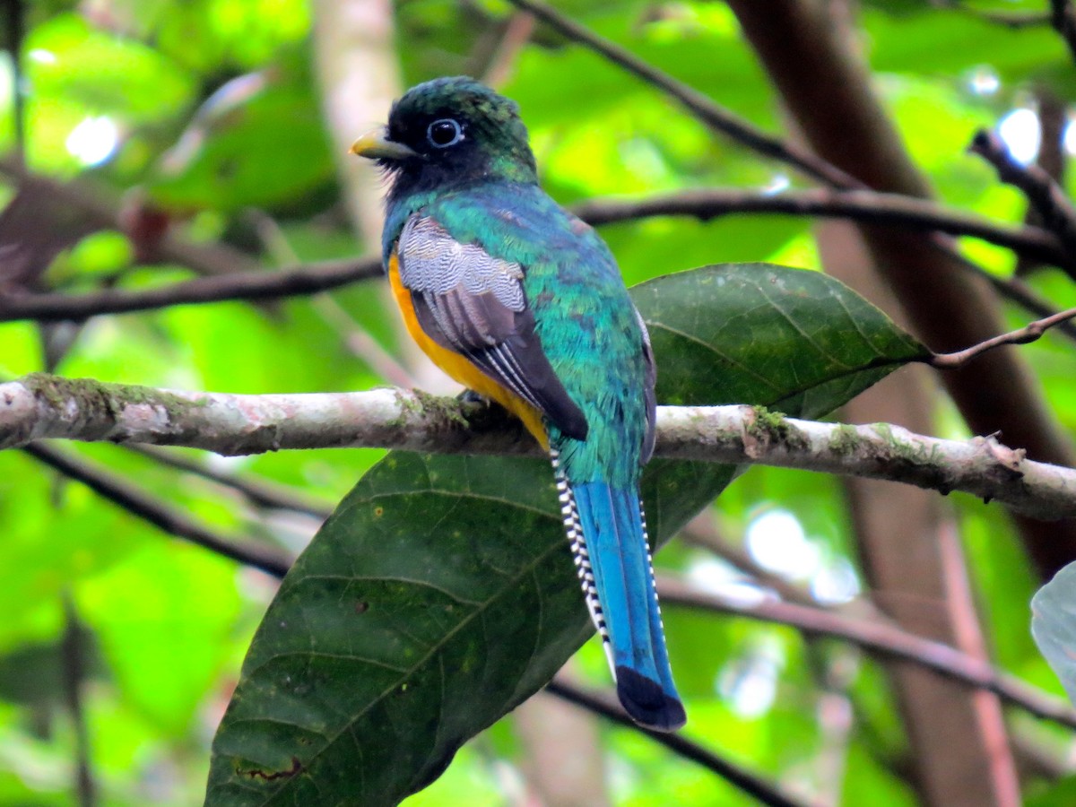 Graceful Black-throated Trogon - ML179463181