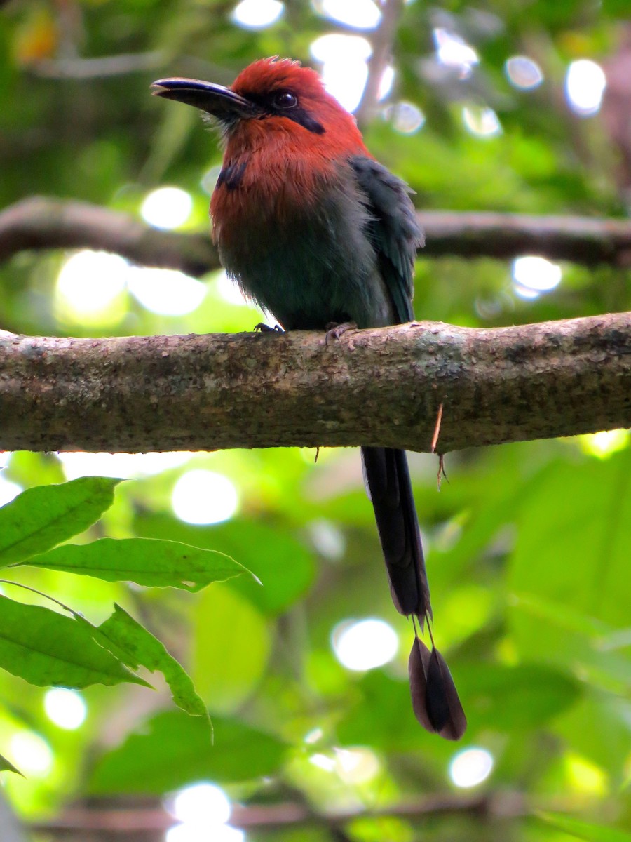 Rufous Motmot - ML179463311