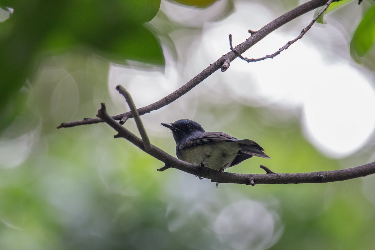 Hainan Blue Flycatcher - ML179463341