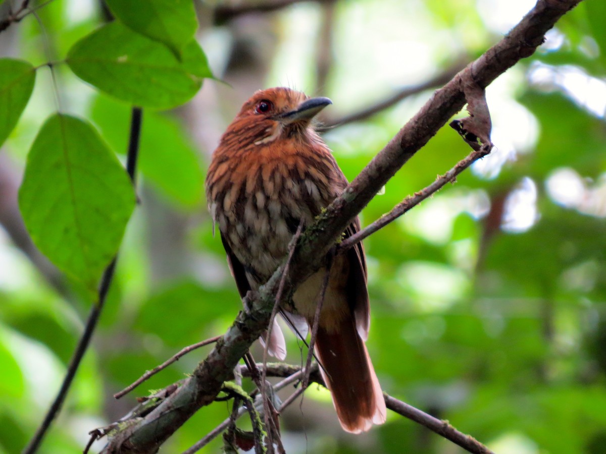 White-whiskered Puffbird - ML179463361