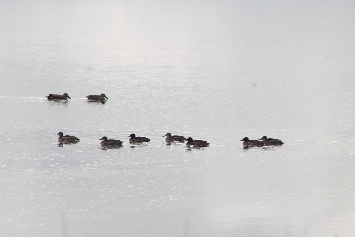 Black-headed Duck - Isidora Marina Santander