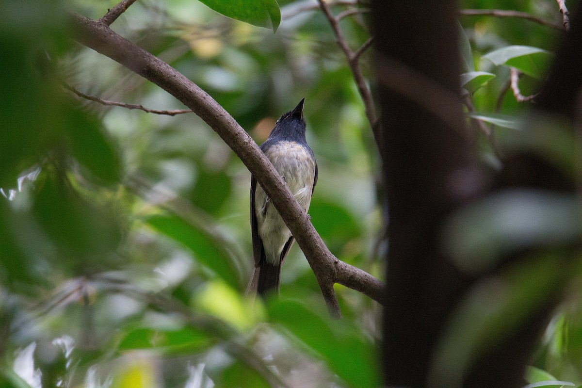 Hainan Blue Flycatcher - Akekachoke Buranaanun