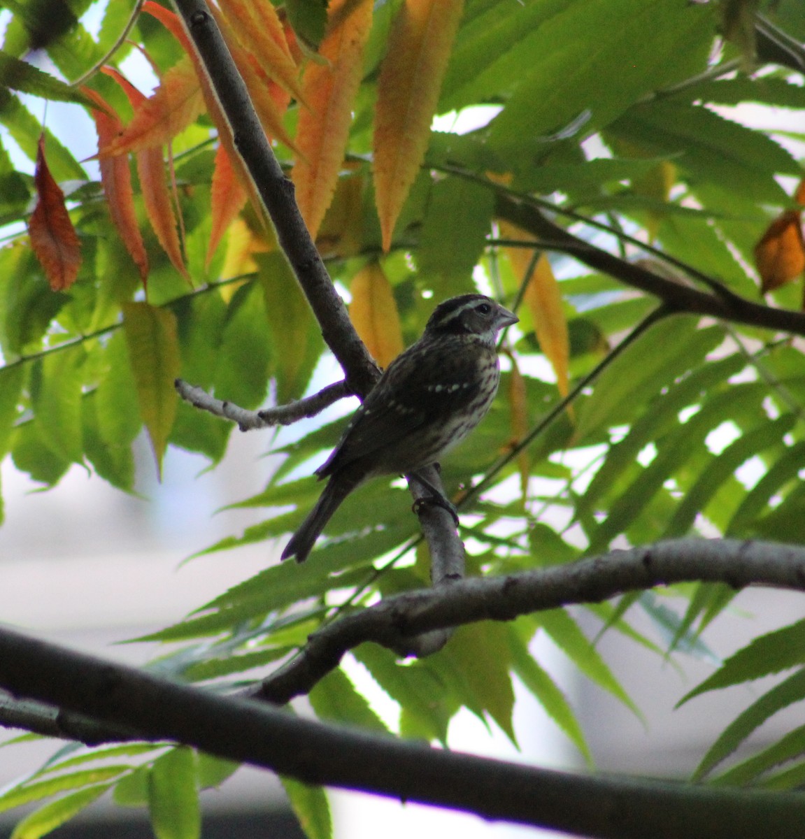 Rose-breasted Grosbeak - ML179468491