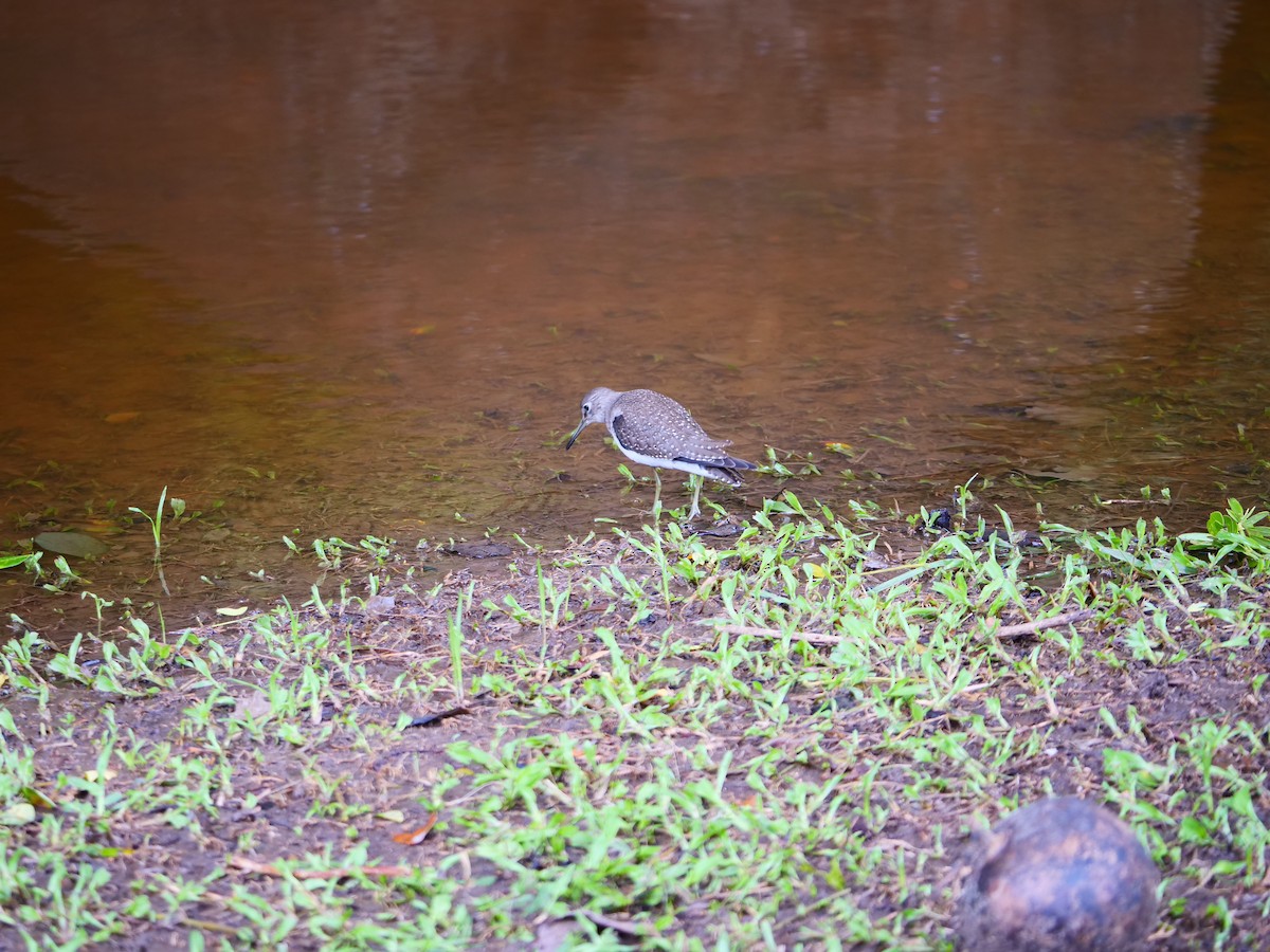 Solitary Sandpiper - ML179469631