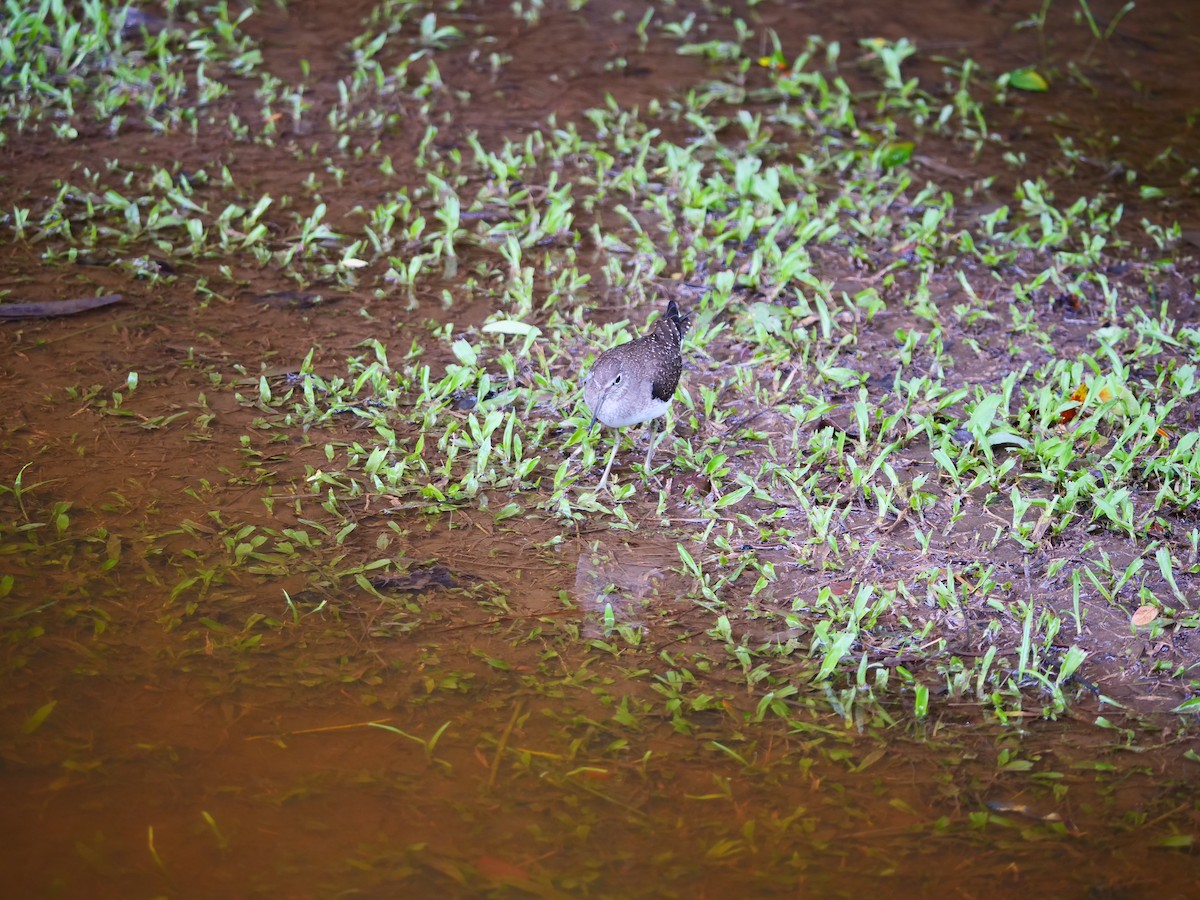 Solitary Sandpiper - ML179470021