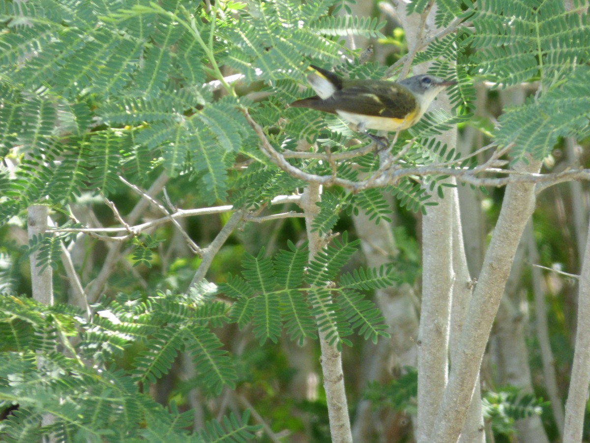 American Redstart - ML179471371