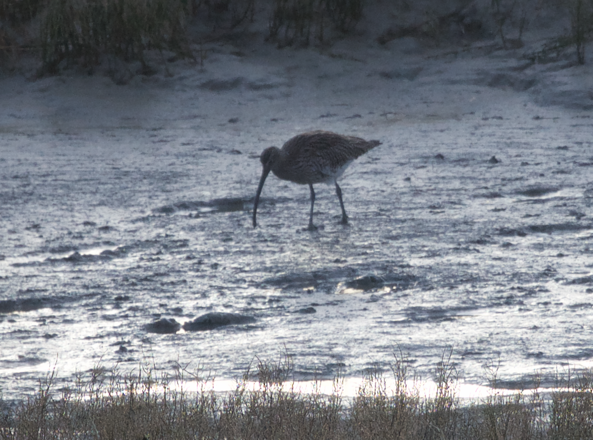 Eurasian Curlew - Jan Maarten de Wit