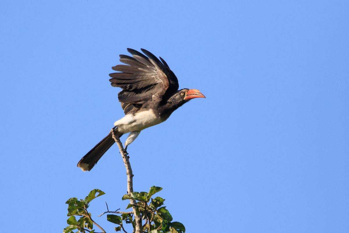 Crowned Hornbill - ML179473291