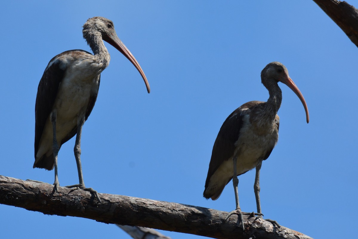 White Ibis - ML179473701