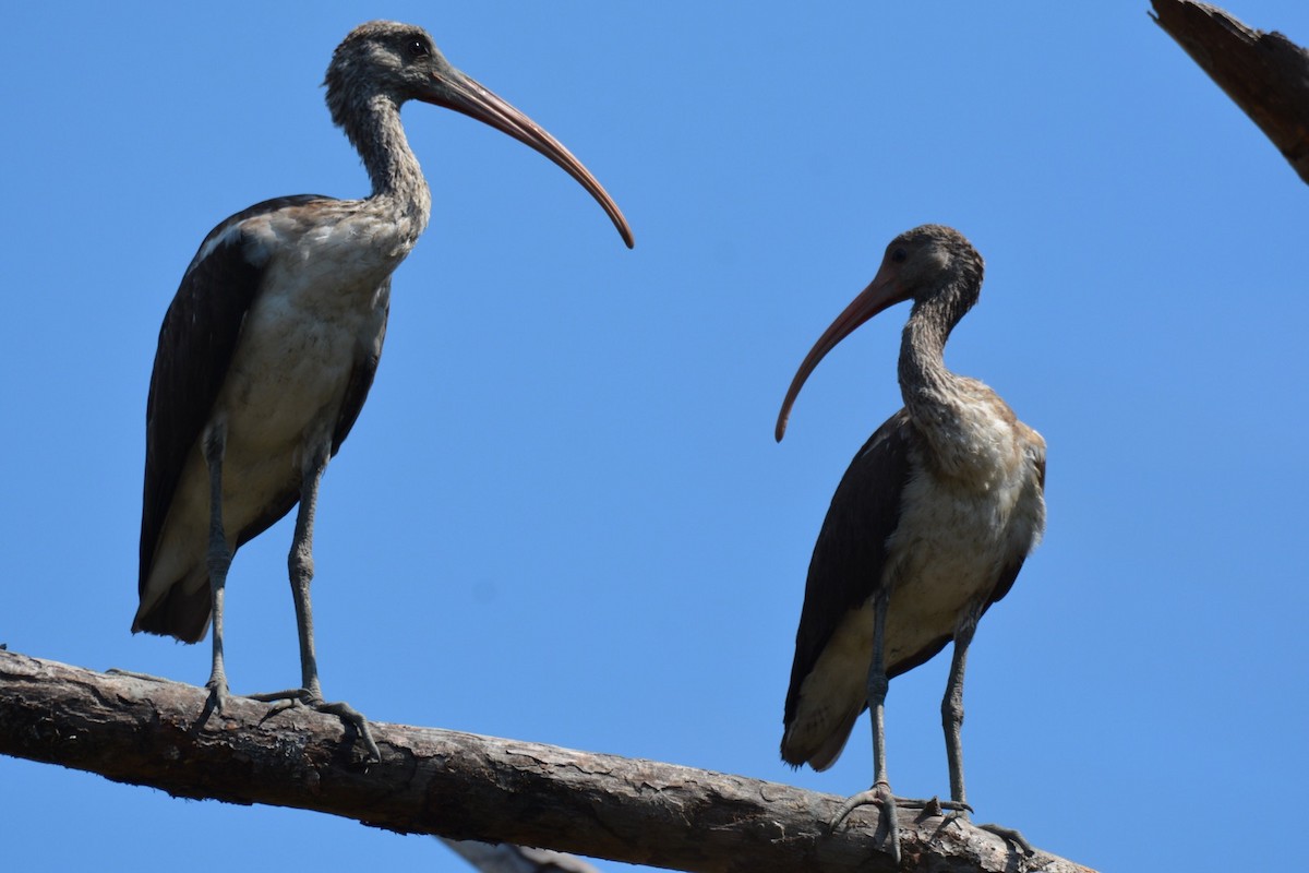 White Ibis - ML179473721
