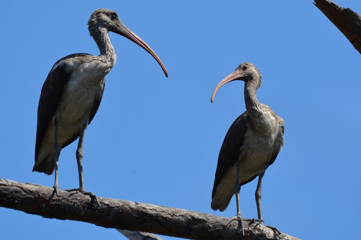 White Ibis - ML179473731