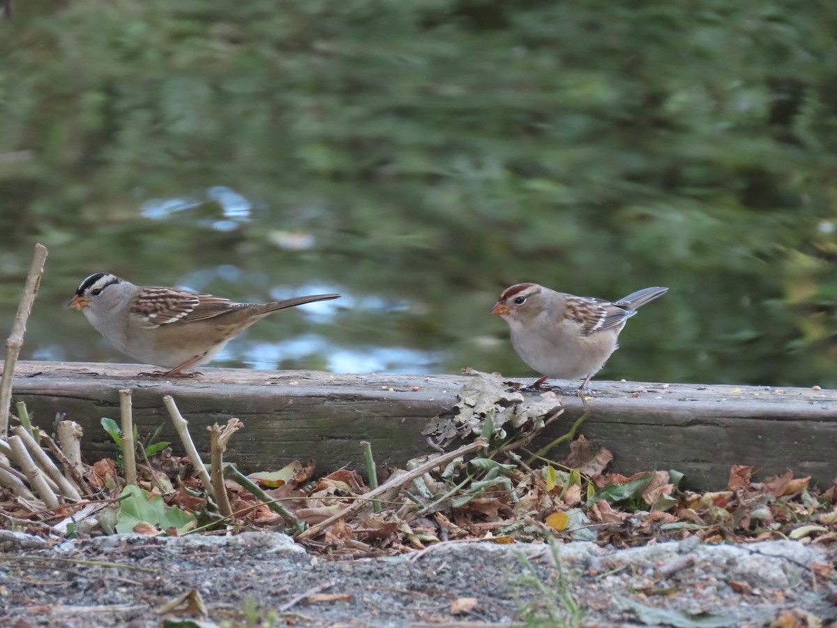 White-crowned Sparrow - Sage P