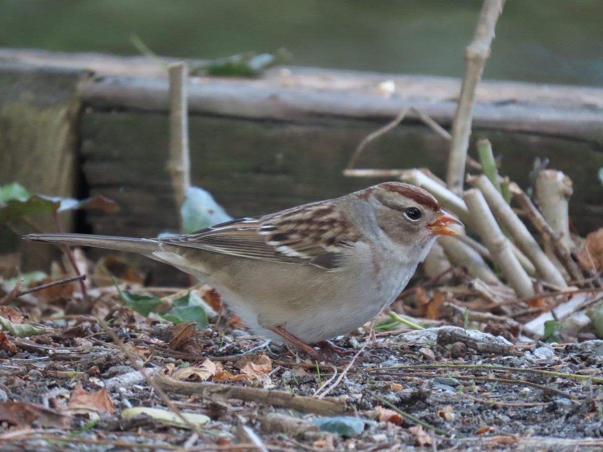 Bruant à couronne blanche - ML179474111