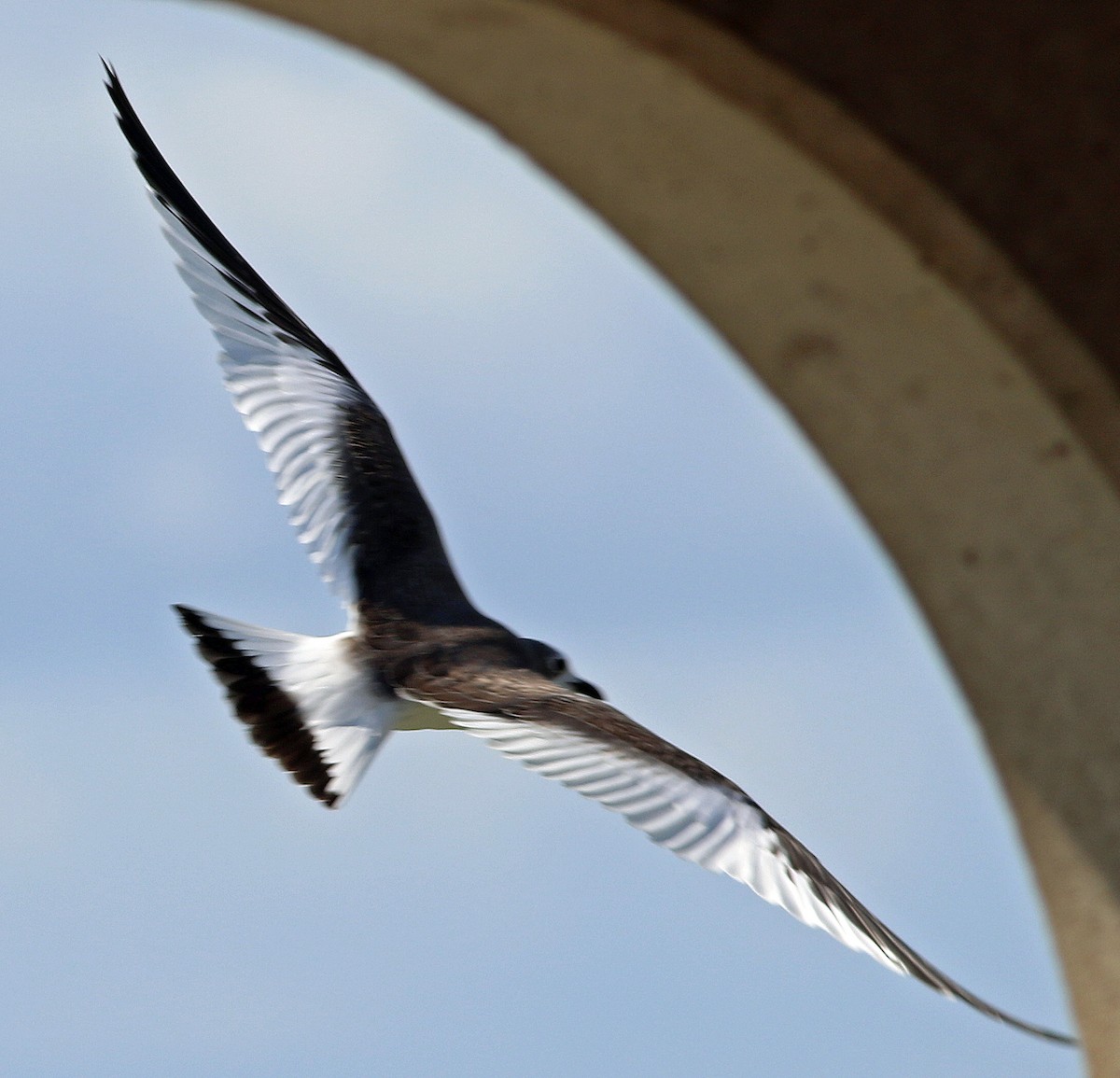 Sabine's Gull - Gary Binderim