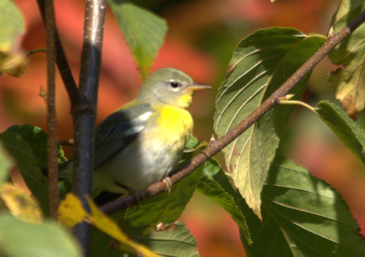 Northern Parula - ML179475041