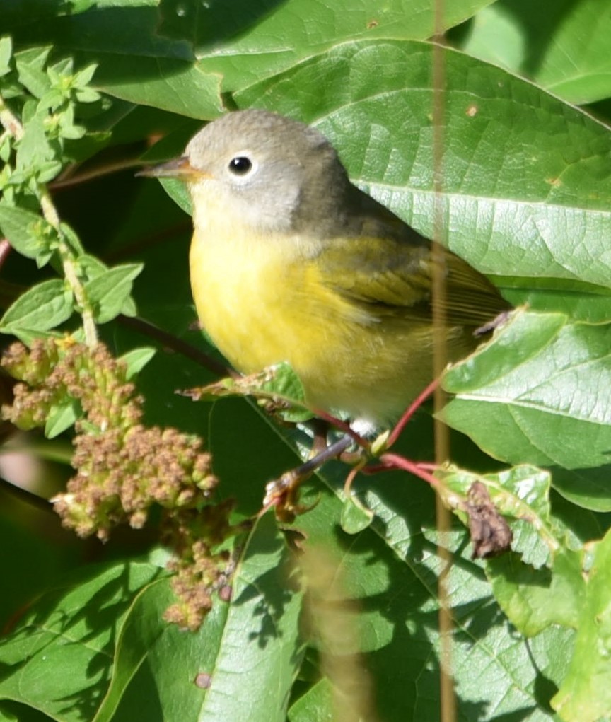 Rubinfleck-Waldsänger - ML179475071