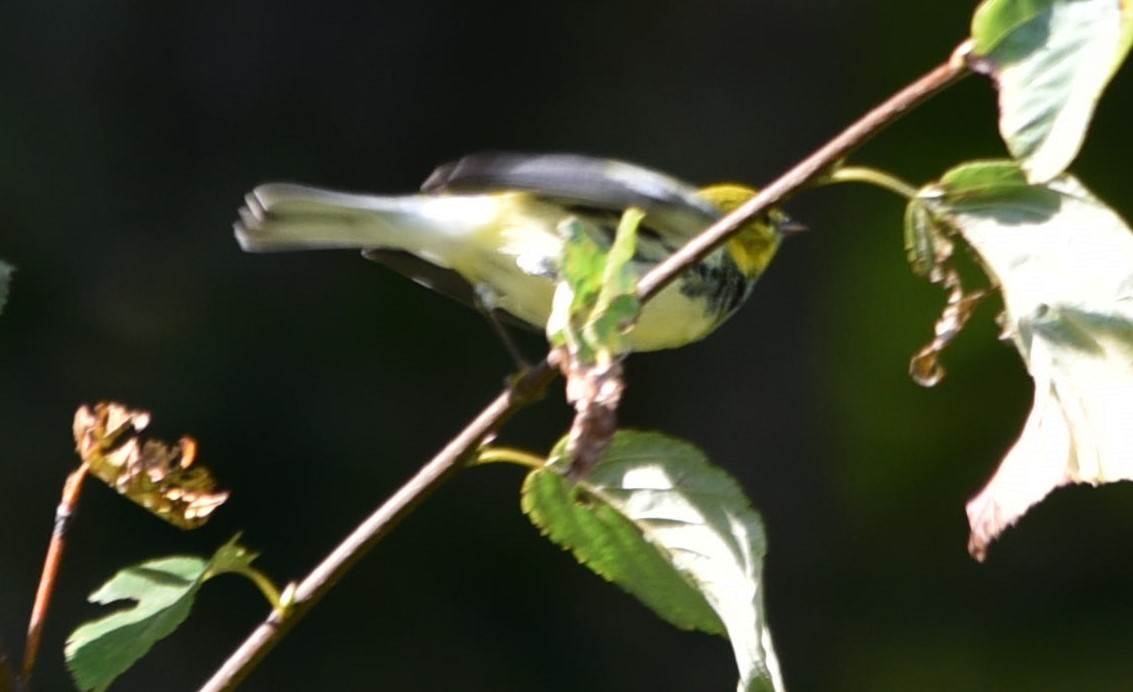 Grünmantel-Waldsänger - ML179475111