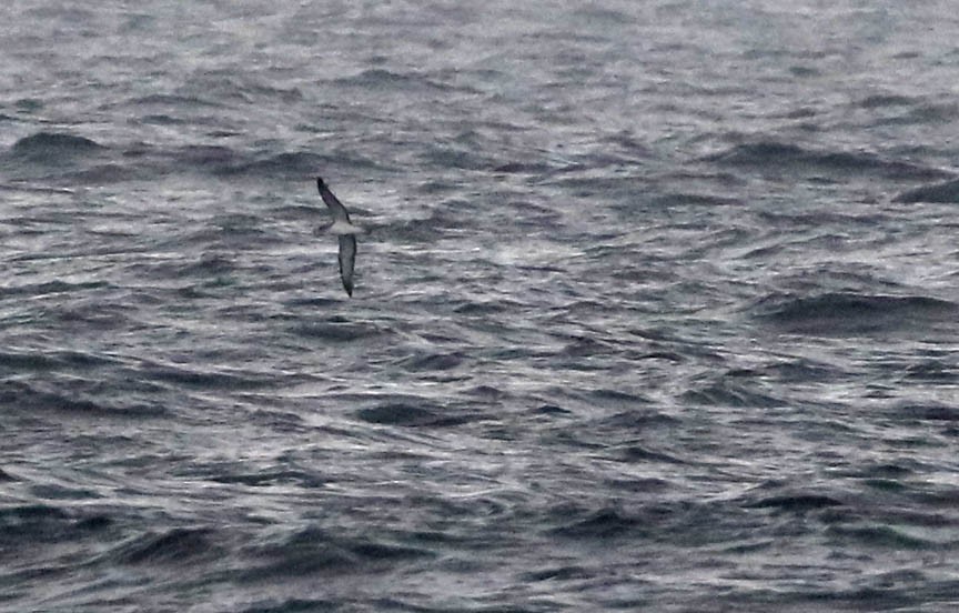 Cory's Shearwater - ML179475921