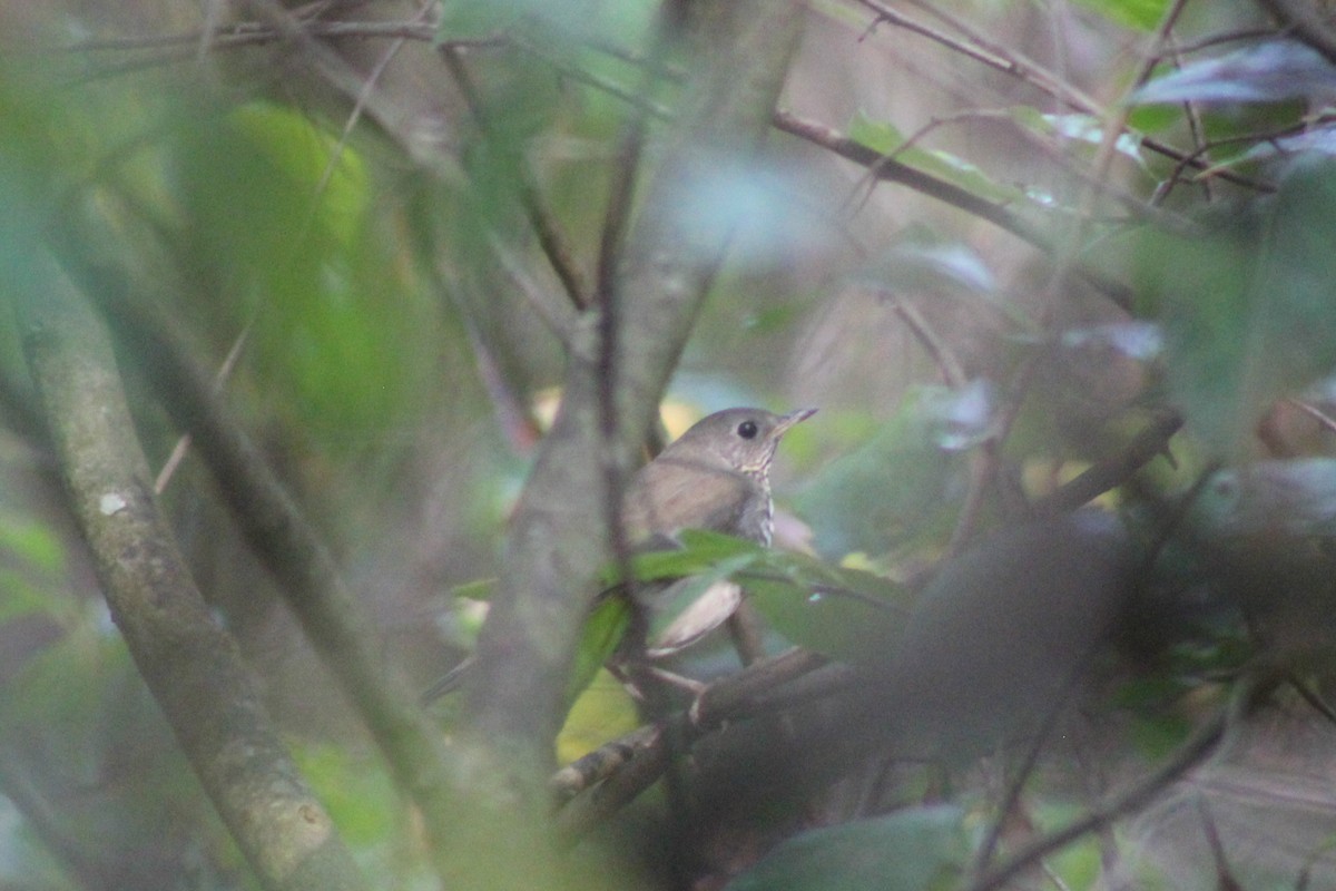 Gray-cheeked Thrush - ML179476011