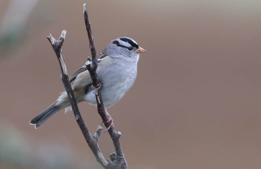 White-crowned Sparrow - ML179476051
