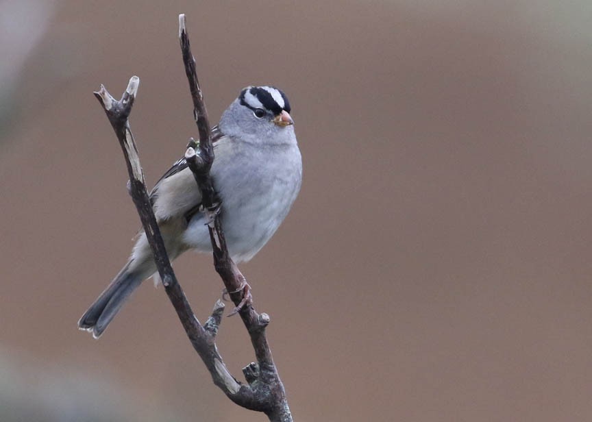 White-crowned Sparrow - ML179476061