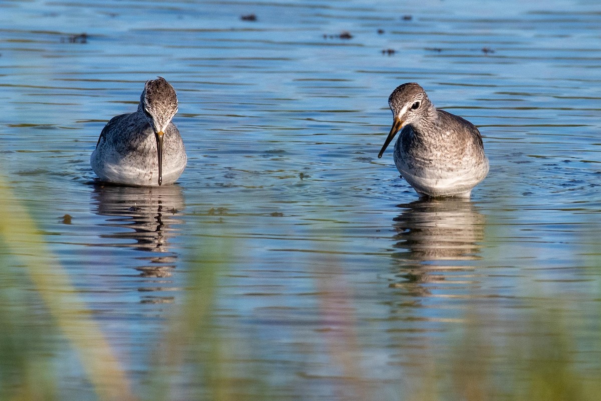 Lesser/Greater Yellowlegs - ML179476811