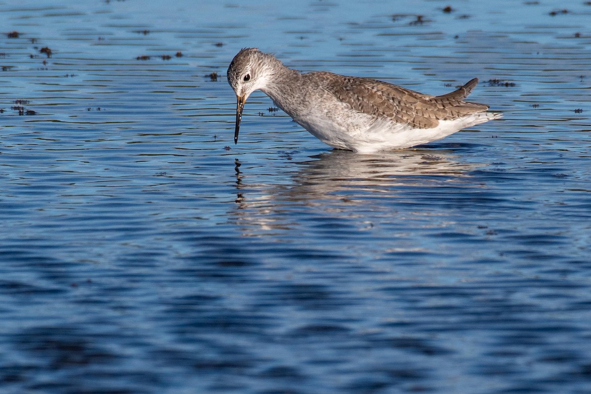 Lesser/Greater Yellowlegs - ML179476821