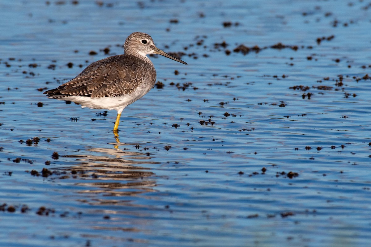 Lesser/Greater Yellowlegs - Susan Howard