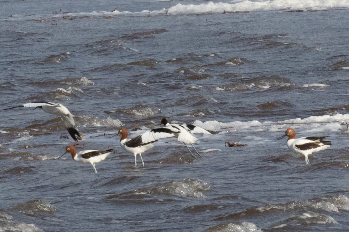 Red-necked Avocet - ML179476971