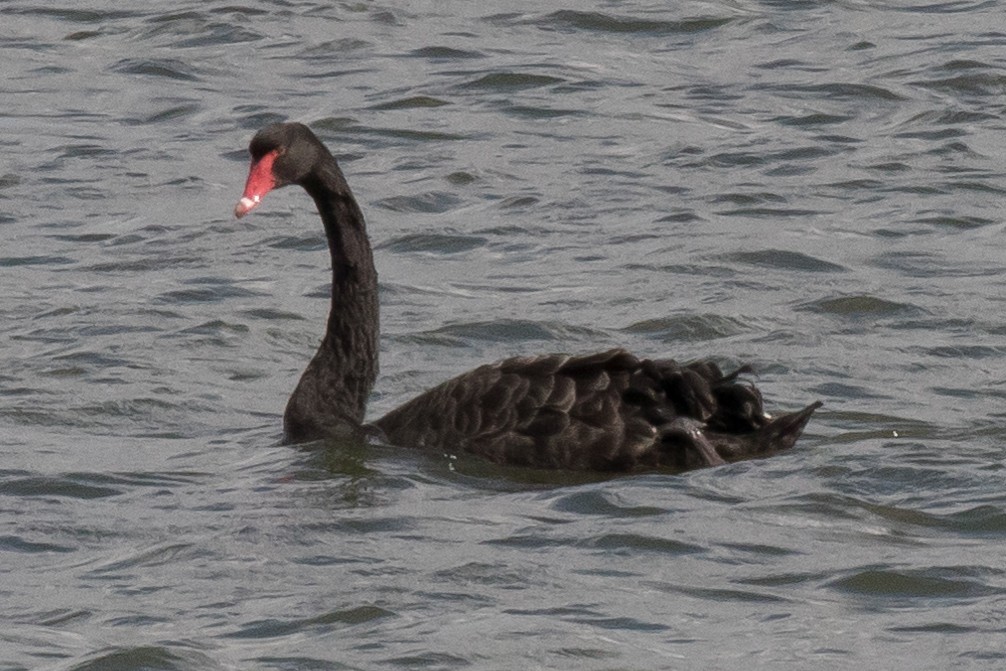 Black Swan - ML179477381