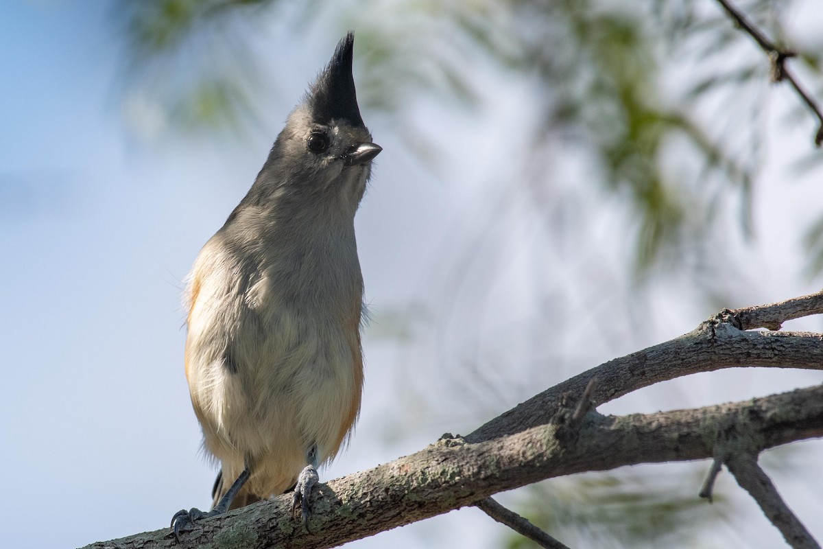 Black-crested Titmouse - ML179477411