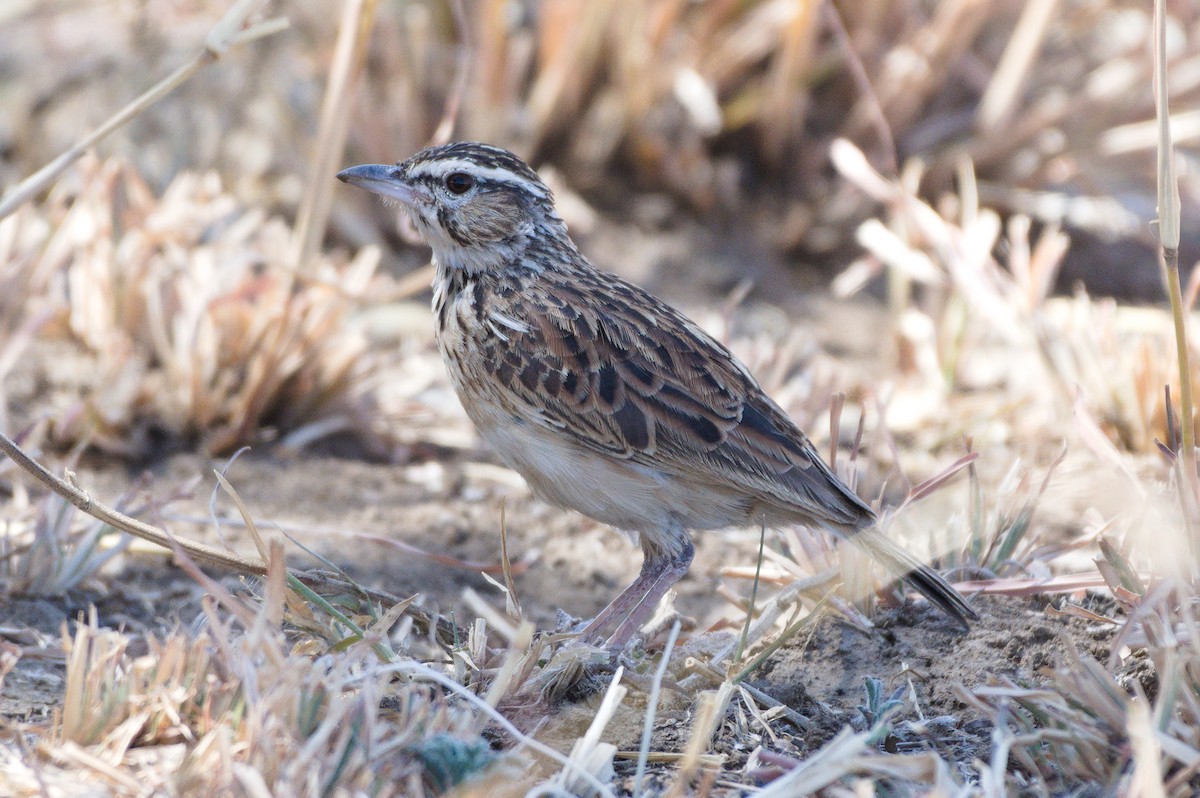 Sabota Lark - Richard Gray