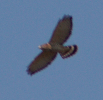Broad-winged Hawk - ML179478001