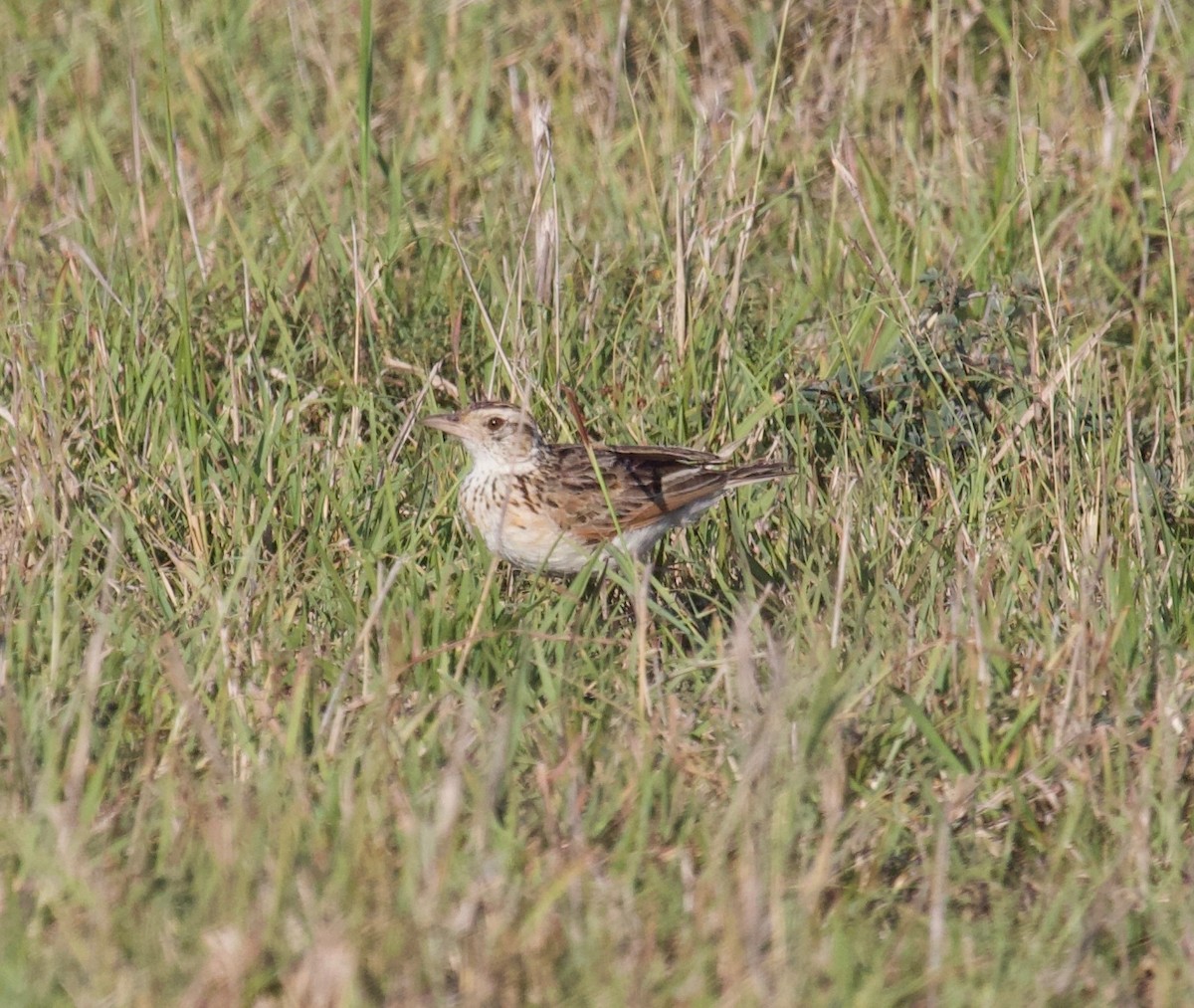 Rufous-naped Lark - ML179478661