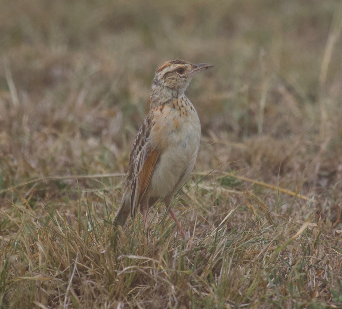 Rufous-naped Lark - ML179478671