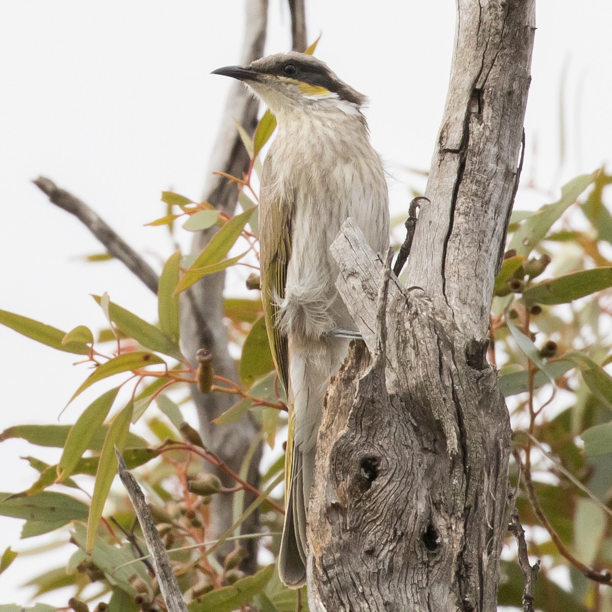 Singing Honeyeater - ML179479371