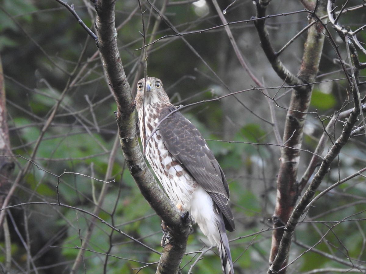 Cooper's Hawk - ML179479491