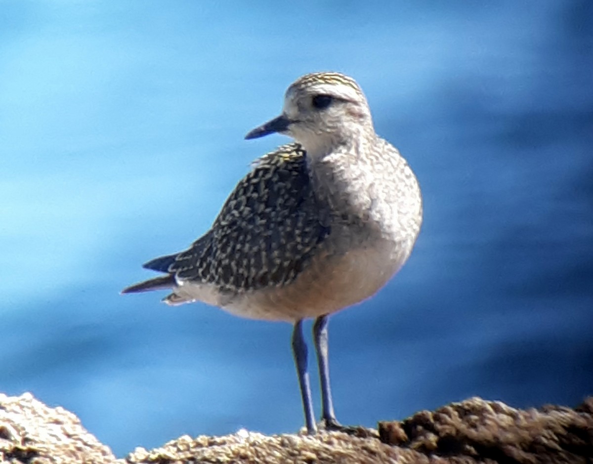 American Golden-Plover - ML179480601