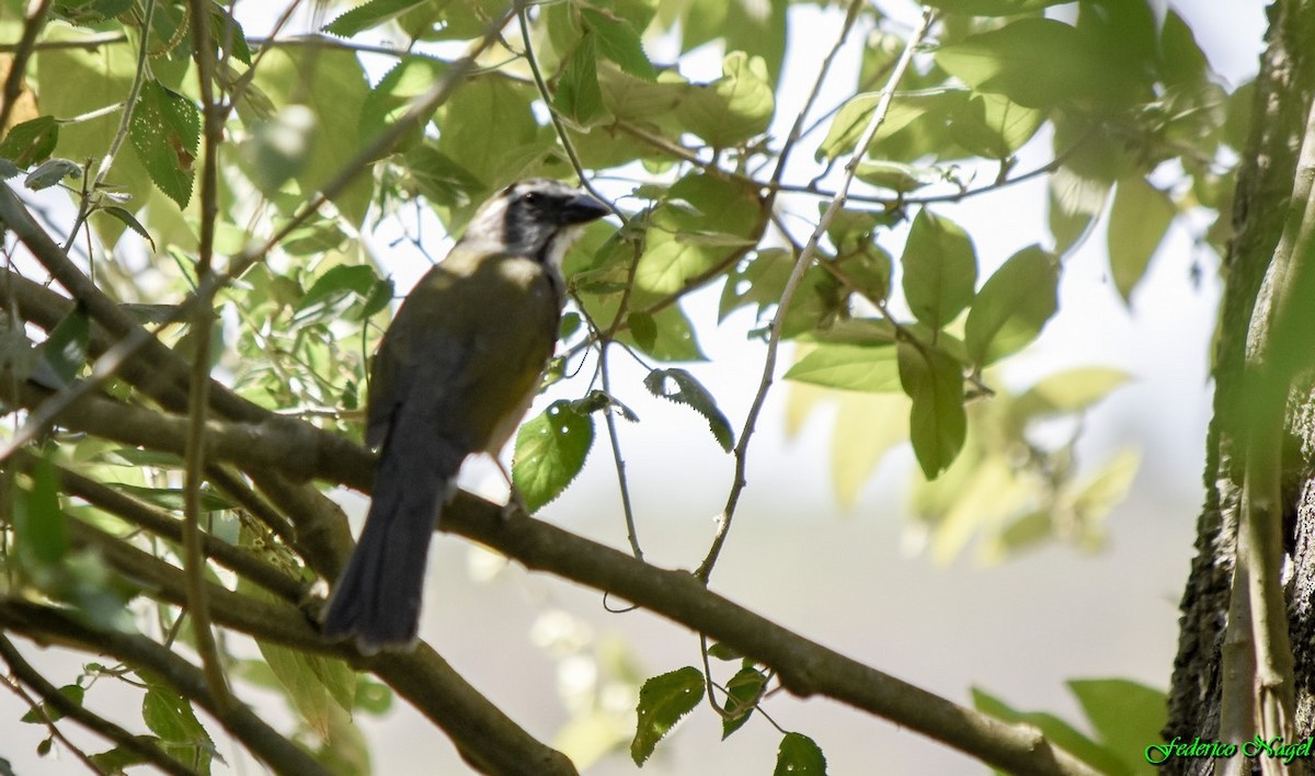 Green-winged Saltator - ML179484561