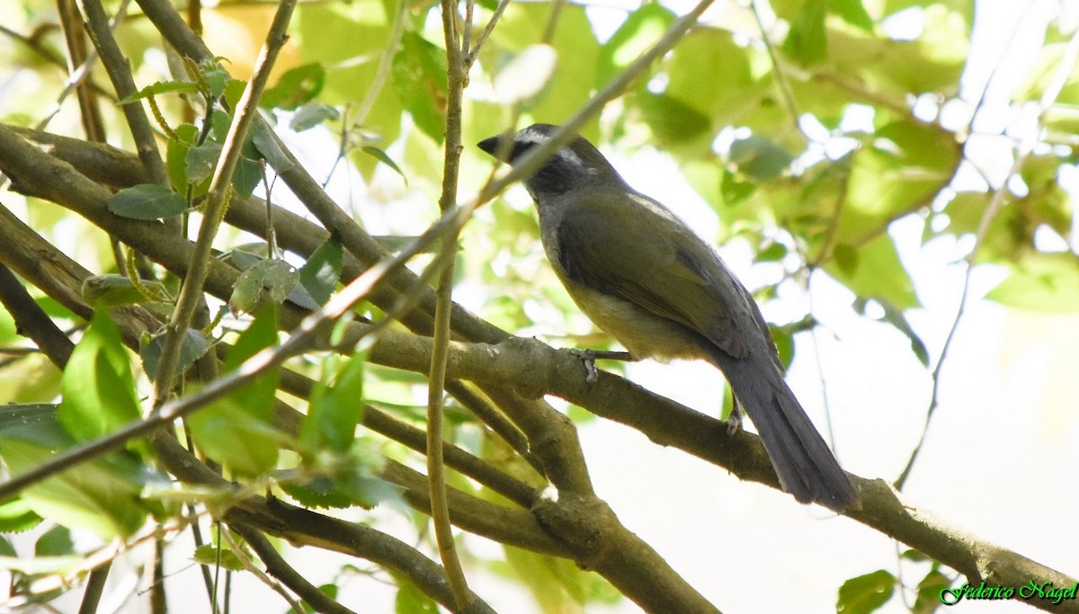 Green-winged Saltator - ML179484571