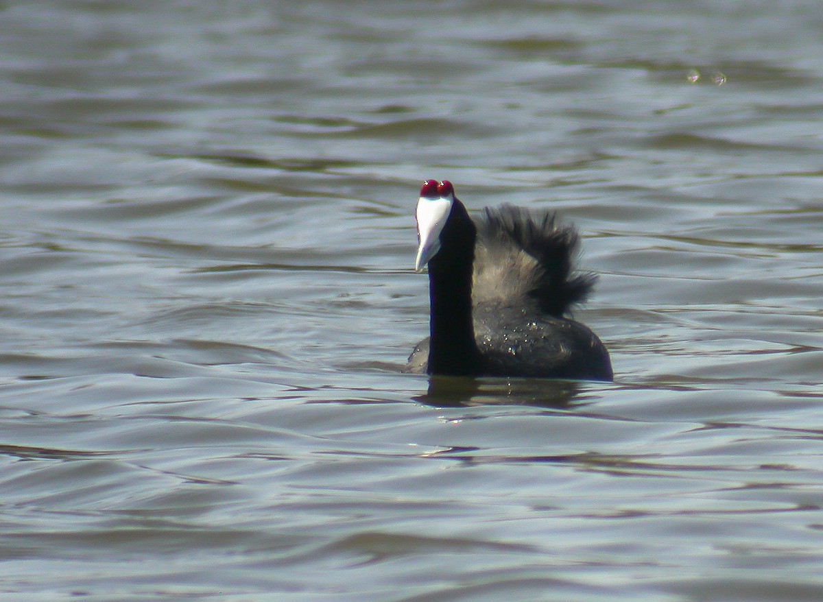 Red-knobbed Coot - ML179485301