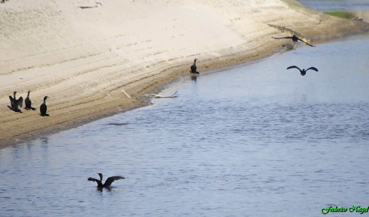 Neotropic Cormorant - ML179485321