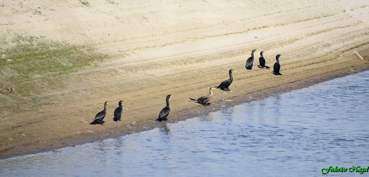 Neotropic Cormorant - ML179485331