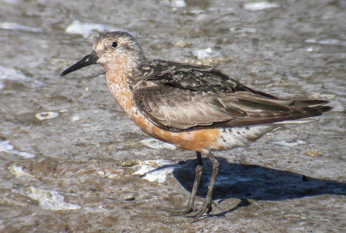 Red Knot - ML179485471