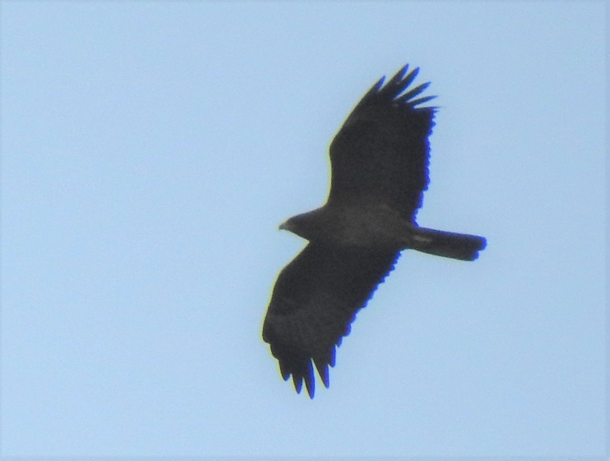 African Harrier-Hawk - ML179486211