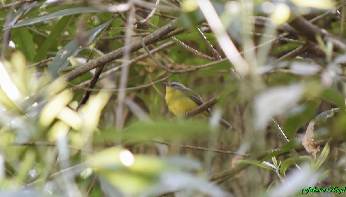 Golden-crowned Warbler - ML179486391