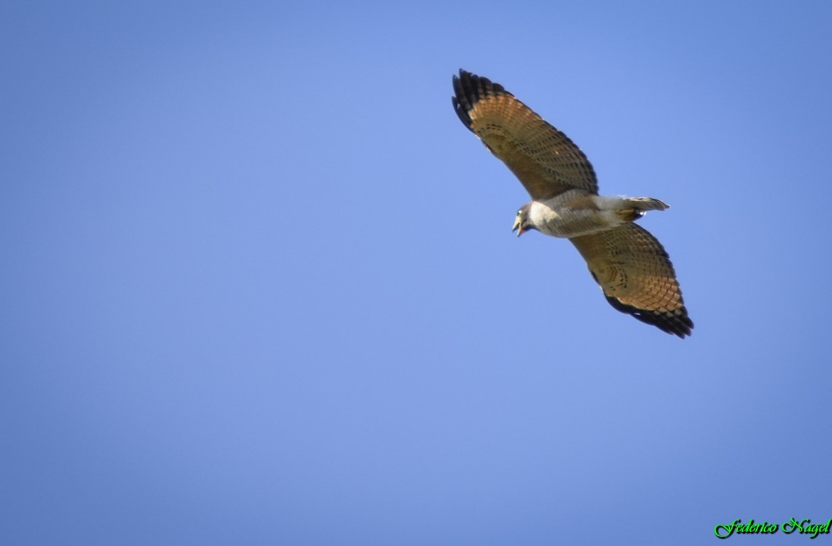 Roadside Hawk - ML179487031