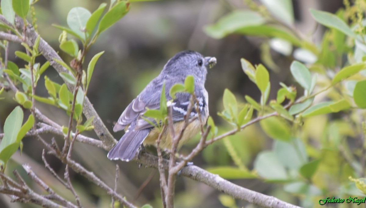 Variable Antshrike - ML179487181