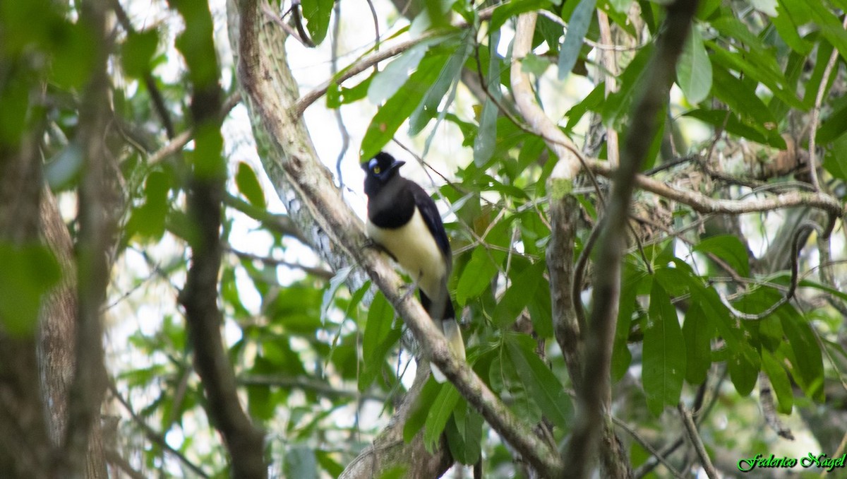 Plush-crested Jay - ML179487311